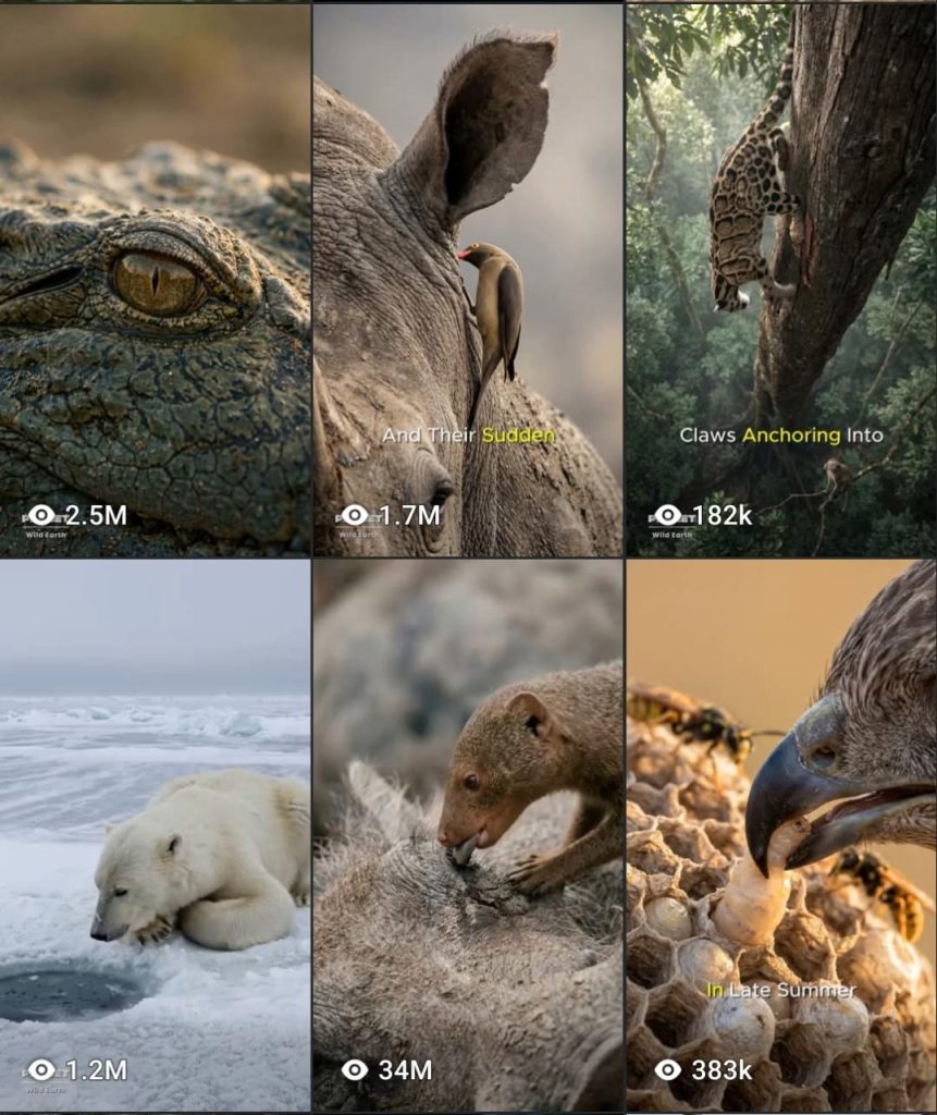 Animal Documentary Video Master Prompt Generator! 🎬