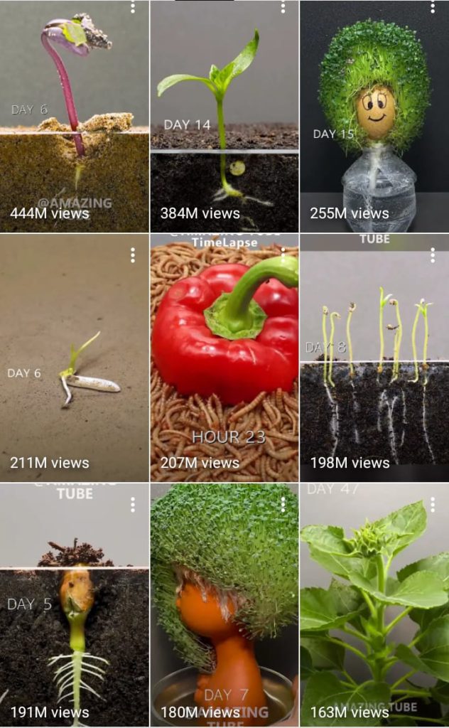 macro plant-growth ai video